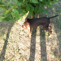 Cane da tartufo bracco