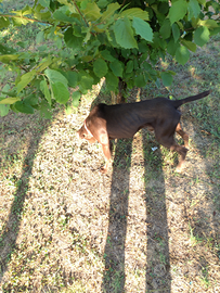 Cane da tartufo bracco