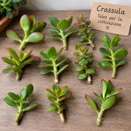 Crassula per coltivazione