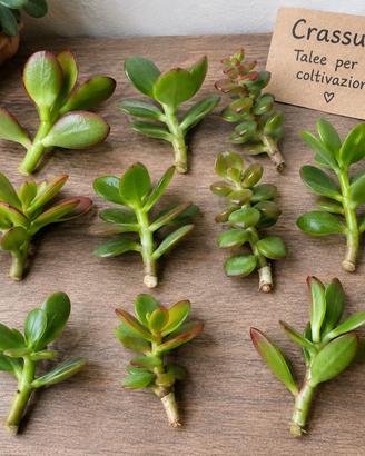 Crassula per coltivazione