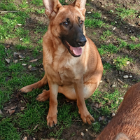 Cucciolone mix pastore LUNA e VICTORIA