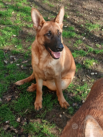 Cucciolone mix pastore LUNA e VICTORIA