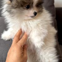 Spitz Pomerania