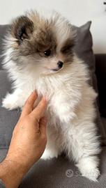 Spitz Pomerania
