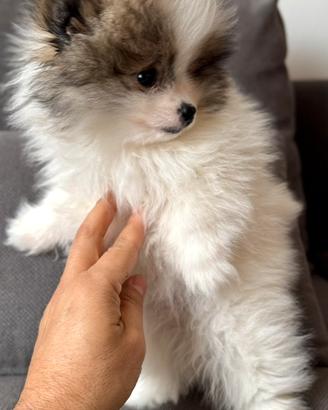 Spitz Pomerania