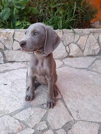 cuccioli weimaraner 