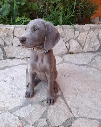 cuccioli weimaraner 