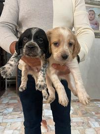 Ultimi 2 cuccioli setter inglese