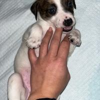 Cani taglia piccolo media