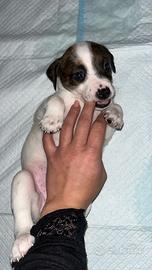 Cani taglia piccolo media