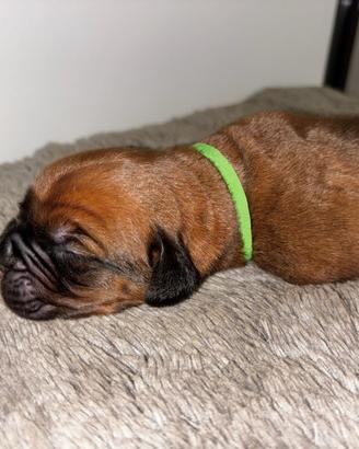 Cuccioli dogue de bordeaux