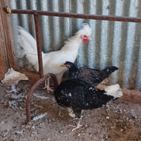 Galletto olandese ciuffata