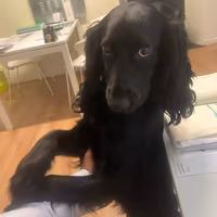 Cocker spaniel working per MONTA