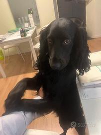 Cocker spaniel working per MONTA