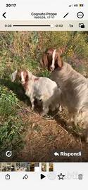 Capra e capretto