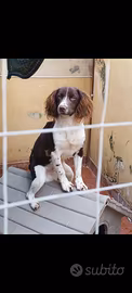 Dono springer spaniel