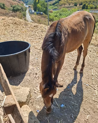Puledro purosangue arabo