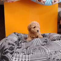 Barboncino Toy Fulvo Maschio