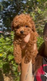 Cucciola Barboncino TOY rosso