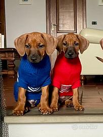 Cuccioli Disponibili