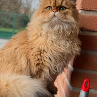 Gatto British Long hair per accoppiamento