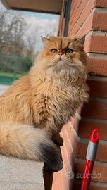 Gatto British Long hair per accoppiamento
