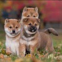 Shiba inu
