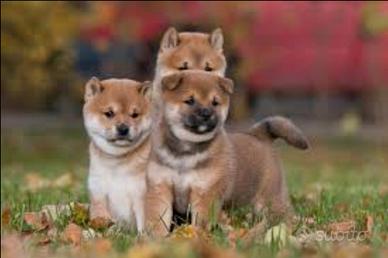 Shiba inu