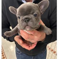 Cuccioli di Bulldog Francese Blu