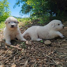 Cuccioli Pastore maremmano abruzzese