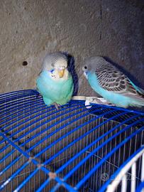 Cocorite nate agennaio