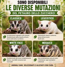 Petauro dello zucchero