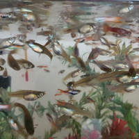 Guppy ENDLER PURI