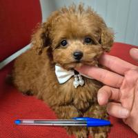 Barboncina mini toy cucciola con pedigree