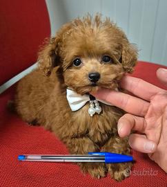 Barboncina mini toy cucciola con pedigree