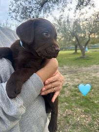 Cucciolo Labrador chocolate