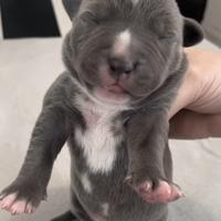 Cuccioli Amstaff Blue Nose/ blue Fawn