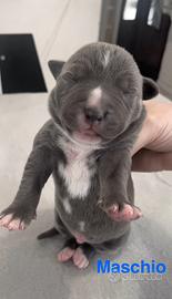 Cuccioli Amstaff Blue Nose/ blue Fawn