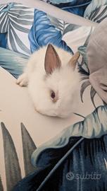 Cucciolo coniglio bianco