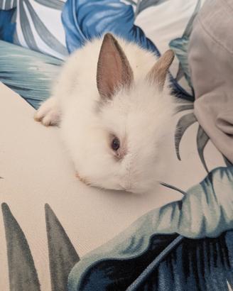 Cucciolo coniglio bianco