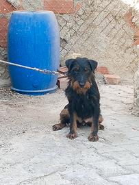 Jagd terrier