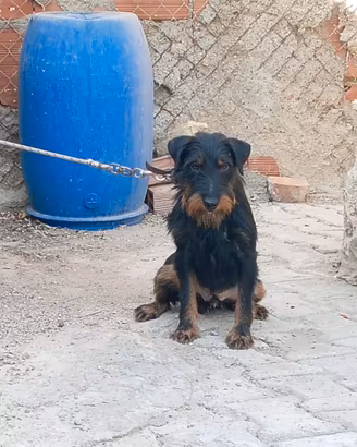 Jagd terrier
