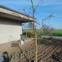 pianta di giuggiolo 