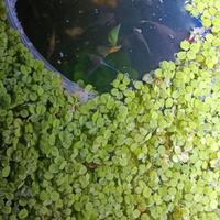 Salvinia minima – pianta galleggiante per acquario