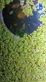 Salvinia minima – pianta galleggiante per acquario