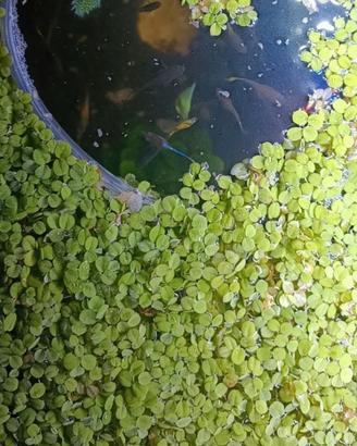 Salvinia minima – pianta galleggiante per acquario