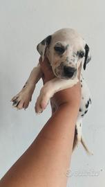 Dalmata 