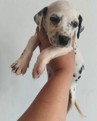 Dalmata 