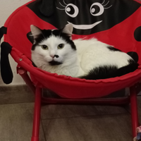 Gatto maschio
