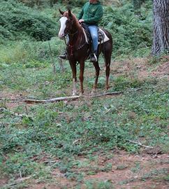 Paint horse castrone